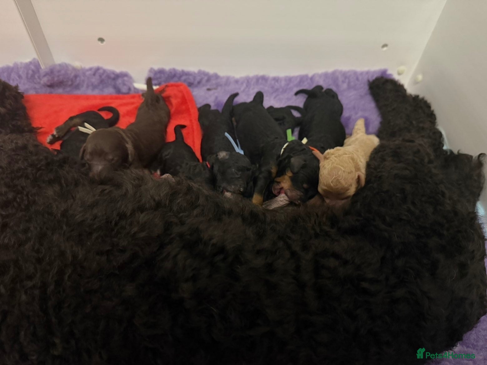 Miniature Poodle dogs Miniature poodle puppies  - Advert 2
