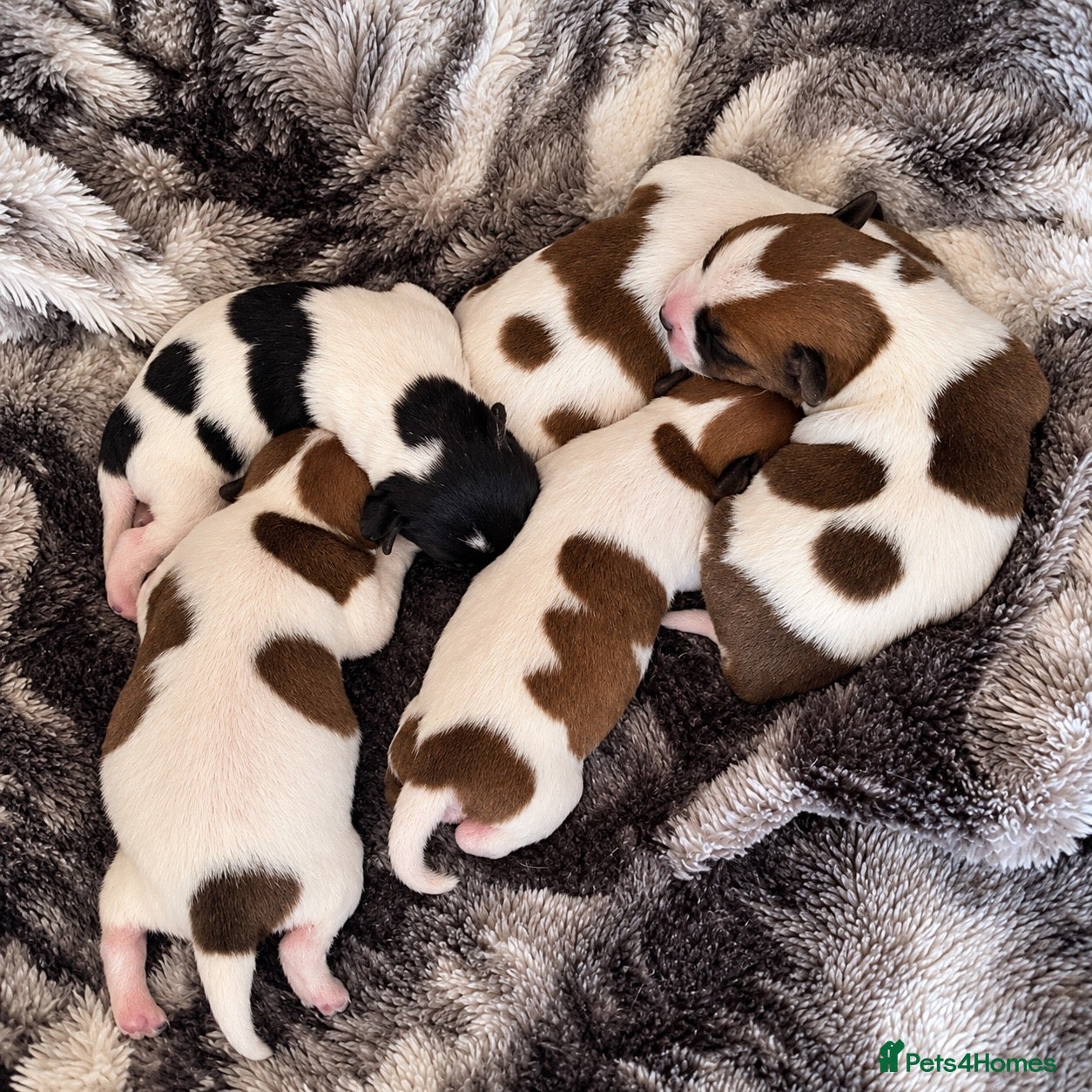 Jack Russell dogs Jack Russell Puppies 🐶  - Advert 1