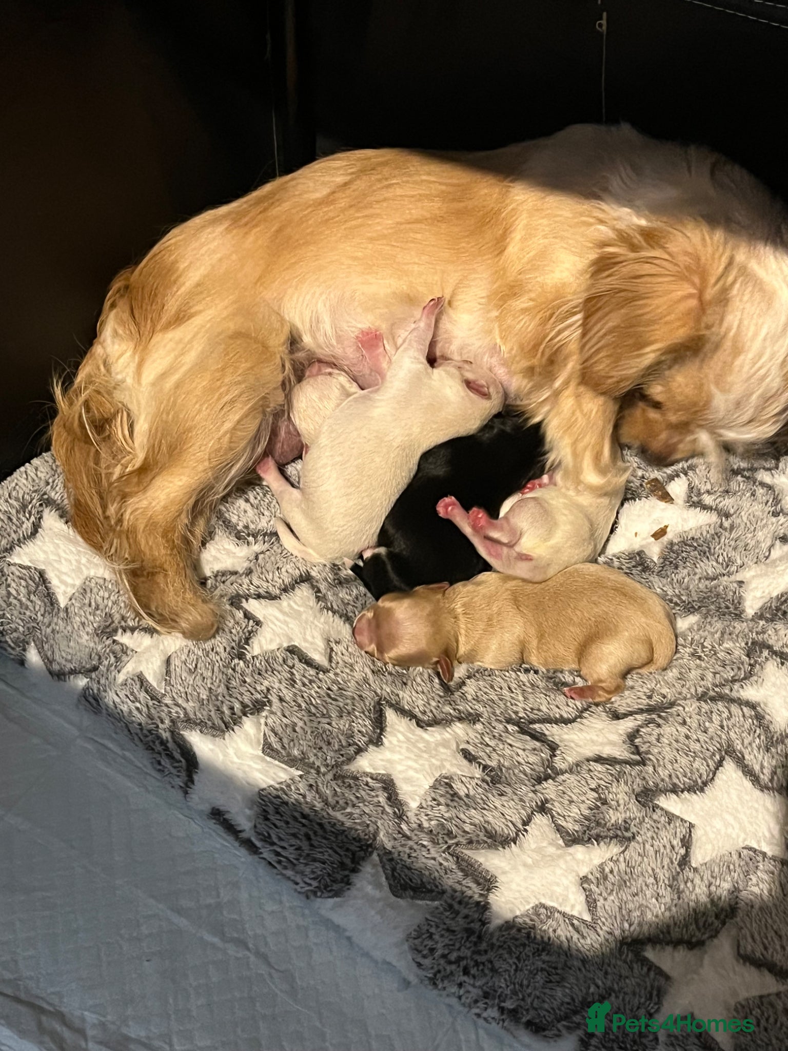 Chipoo dogs Chihuahua X toy poodle - Advert 2