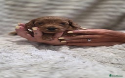 Cavapoo dogs for sale: 🌟 Rare Tiny Toy Cavapoo's F1B - Image 5