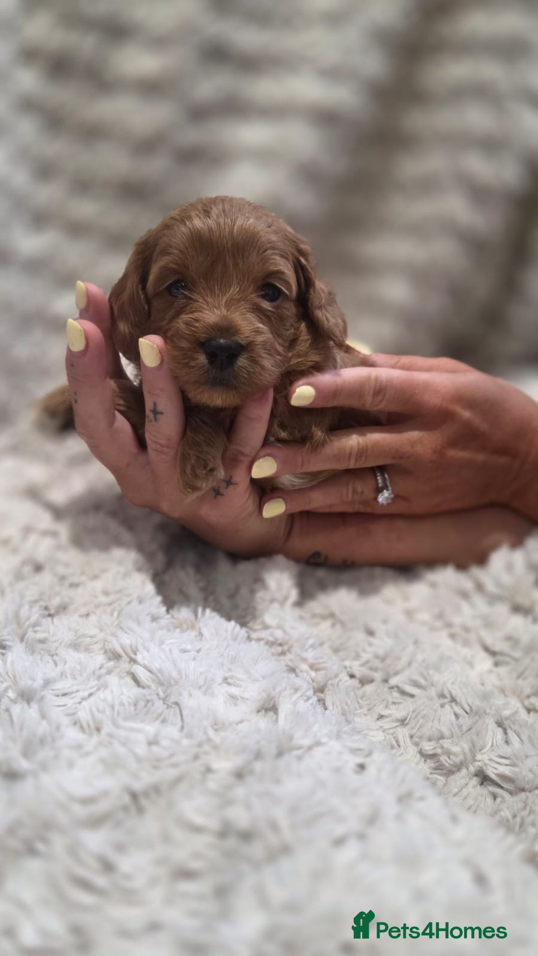 Cavapoo dogs for sale: 🌟 Rare Tiny Toy Cavapoo's F1B - Image 5