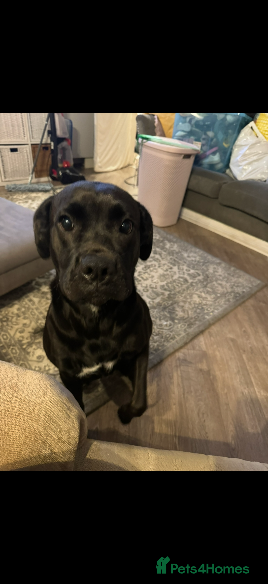 Labrador Retriever dogs for sale: Labrador X Boxerdore puppies  - Advert 15