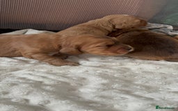 Cocker Spaniel dogs for sale: Show cocker spaniel pups ready 4th November  - Image 26
