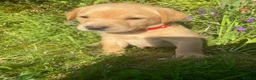 Labrador Retriever dogs for sale: KC Registered Puppies - Lanark in Lanark - Advert 4