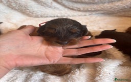 Irish Doodle dogs for sale: 🐾 F1 Beautiful Miniature Irish Doodle Puppies 🐾  - Image 9