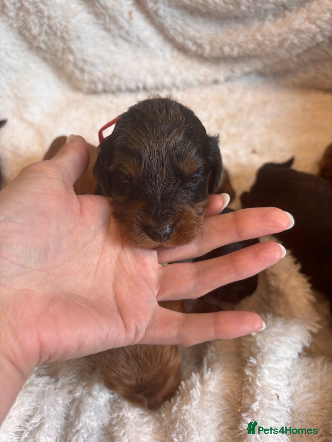 Irish Doodle dogs for sale: 🐾 F1 Beautiful Miniature Irish Doodle Puppies 🐾  - Image 9