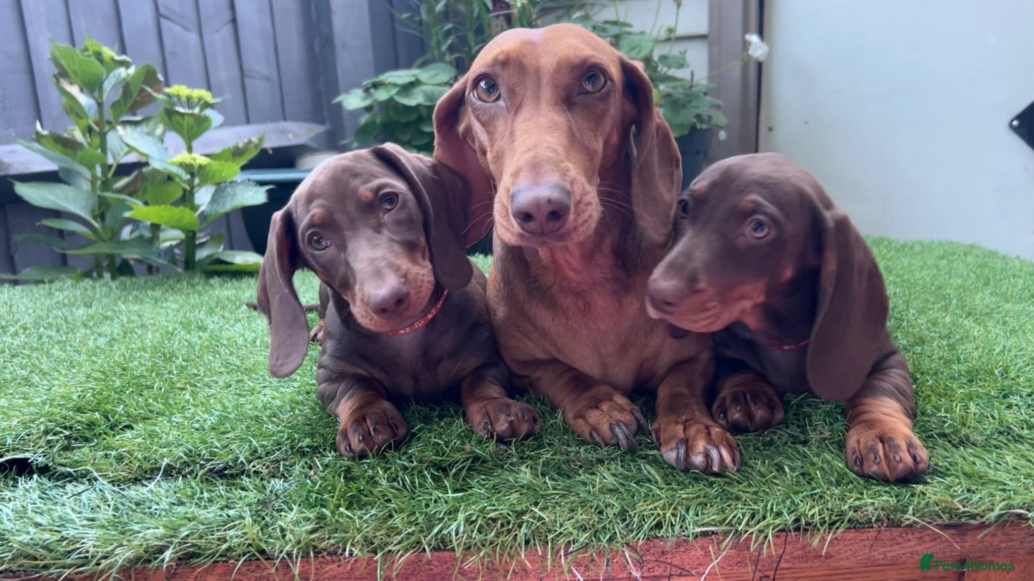 Dachshund dogs for sale: Only ONE Girl left Standard dachshund - Advert 28