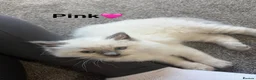 Ragdoll cats for sale: 🩵TWO Beautiful Bluepoint Ragdoll girls for sale🩵 - Advert 11