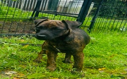 Jack Russell dogs for sale: Black Brindle Jack Russell. Price reduced !  - Image 1