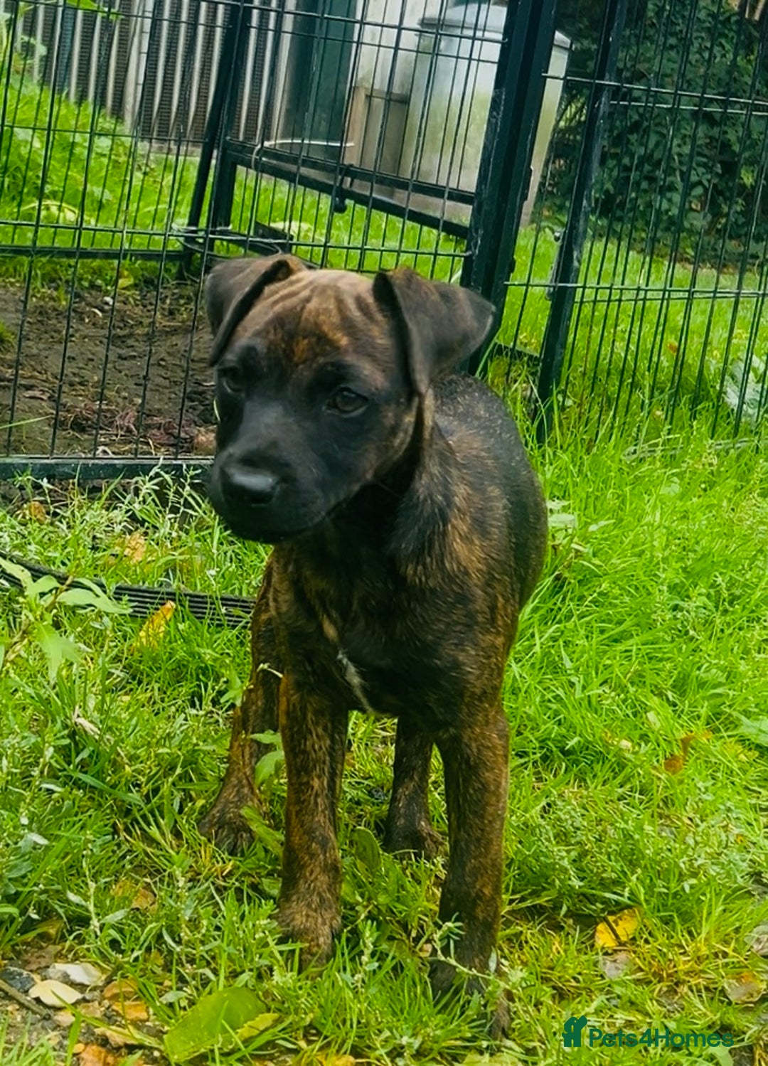 Jack Russell dogs for sale: Black Brindle Jack Russell. Price reduced !  - Image 1