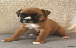 Boxer dogs for sale: ⭐️ Champion bloodline KC bobtail/tailed puppies ⭐️ - Image 5