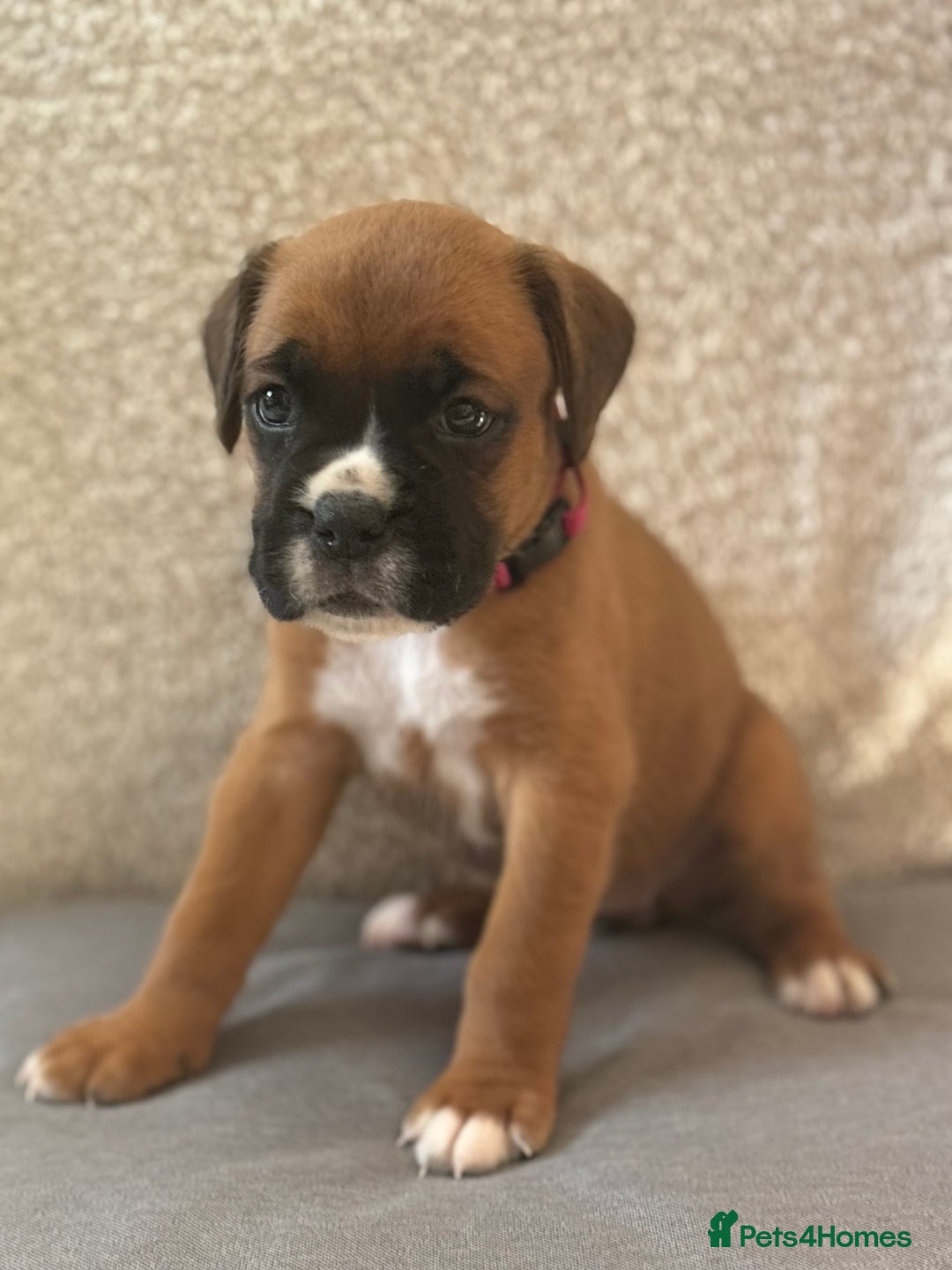 Boxer dogs for sale: ⭐️ Champion bloodline KC bobtail/tailed puppies ⭐️ - Image 5