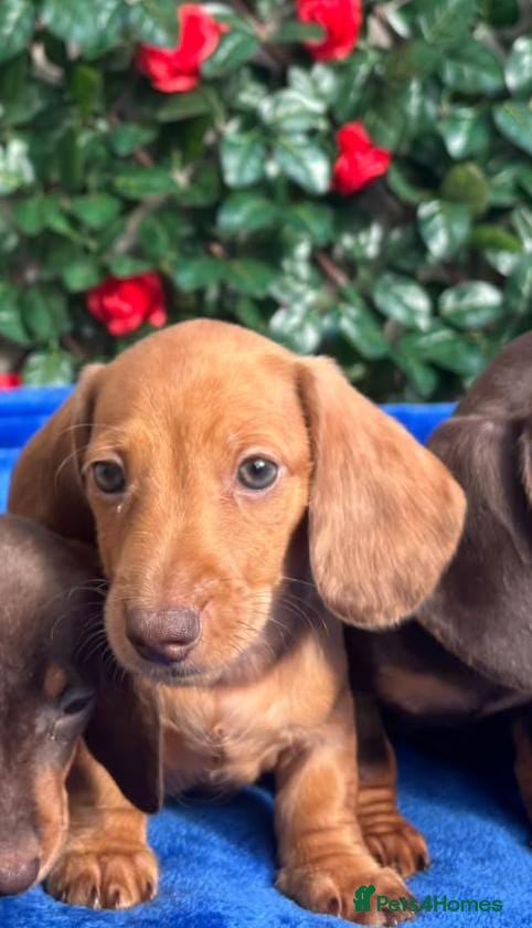 Miniature Dachshund dogs READY NOW MINI DAXI KC REG PRA CLEAR - Advert 2