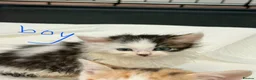 Mixed Breed cats for sale: Loving kittens 💖 - Advert 16