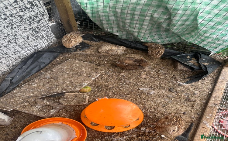 Quail poultry - Advert 1