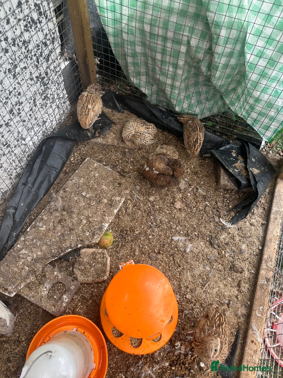Quail poultry for sale: Quails celedon and italian - Image 1