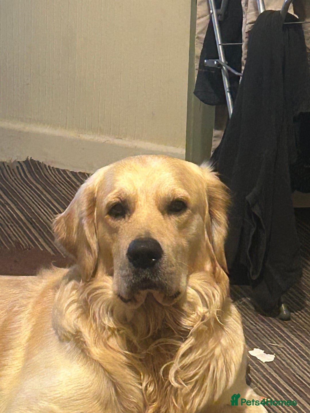 Golden Retriever dogs for sale: Pure breed, show line, ready 23/12/25  - Advert 7