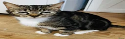 Mixed Breed cats for sale: Playful and lovely kittens  - Advert 1