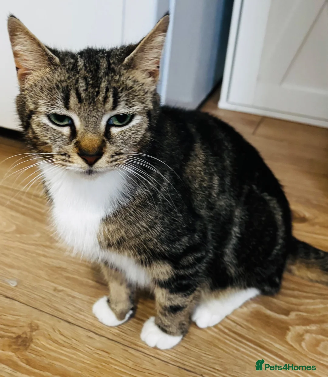 Mixed Breed cats for sale: Playful and lovely kittens  - Advert 1