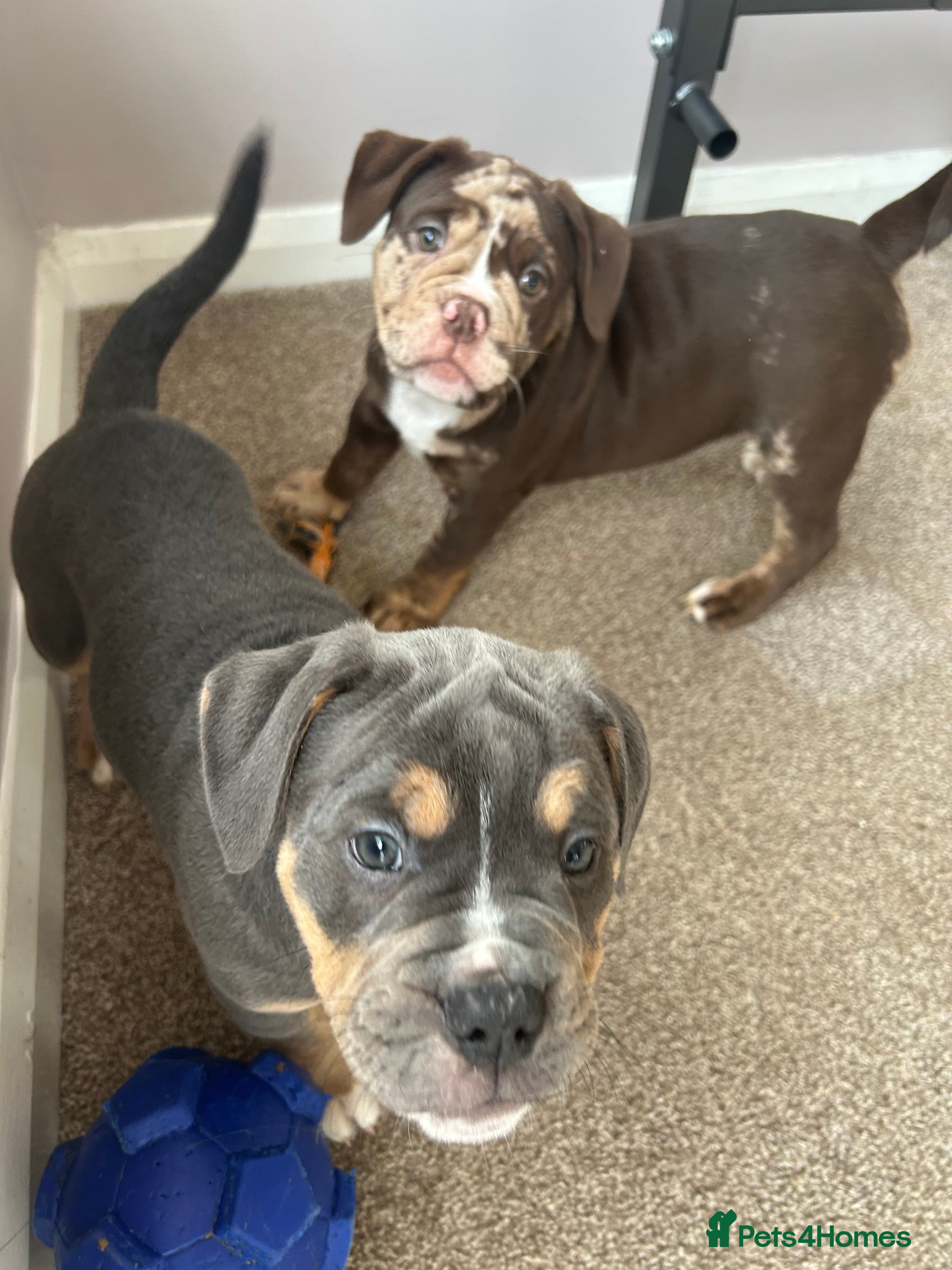 Olde English Bulldogge dogs 🔥Olde English bulldog puppies ready 2 leave🔥 - Advert 3