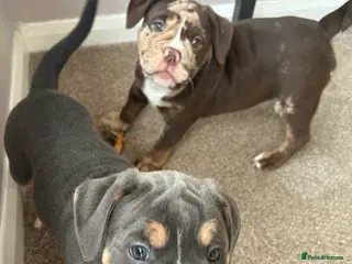 Olde English Bulldogge dogs 🔥Olde English bulldog puppies ready 2 leave🔥 - Advert 3