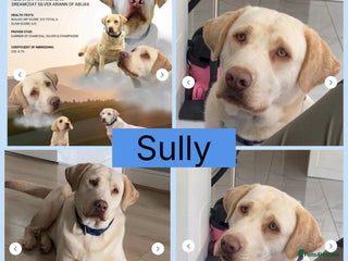 Labrador Retriever dogs Top quality KC registered silver Labrador puppies - Advert 1