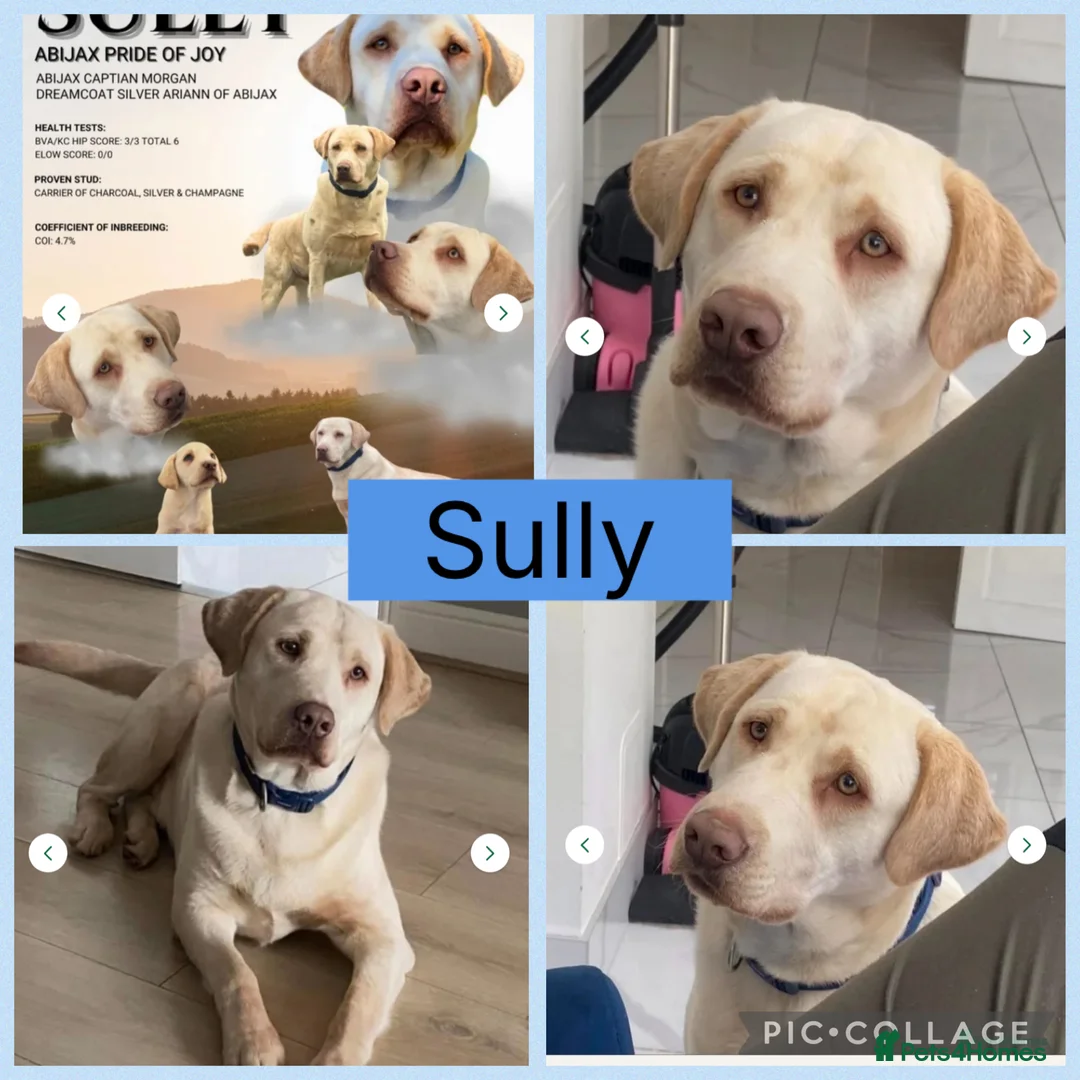 Labrador Retriever dogs for sale: KC silver Labrador (last girl remaining) orange  - Advert 19