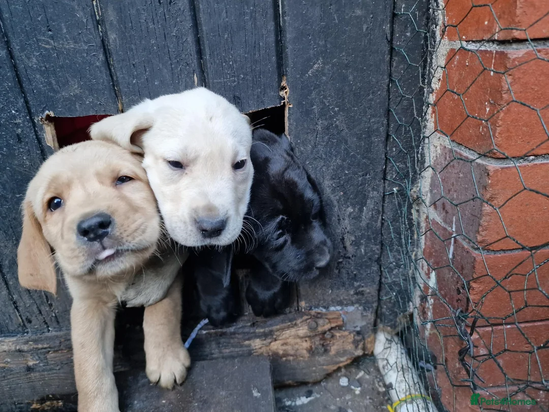 Labrador Retriever dogs for sale: 10 beautiful pedigree labrador pups in Pontypool - Advert 36
