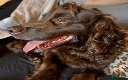 Cocker Spaniel dogs for sale: Female cocker spaniel - Image 2