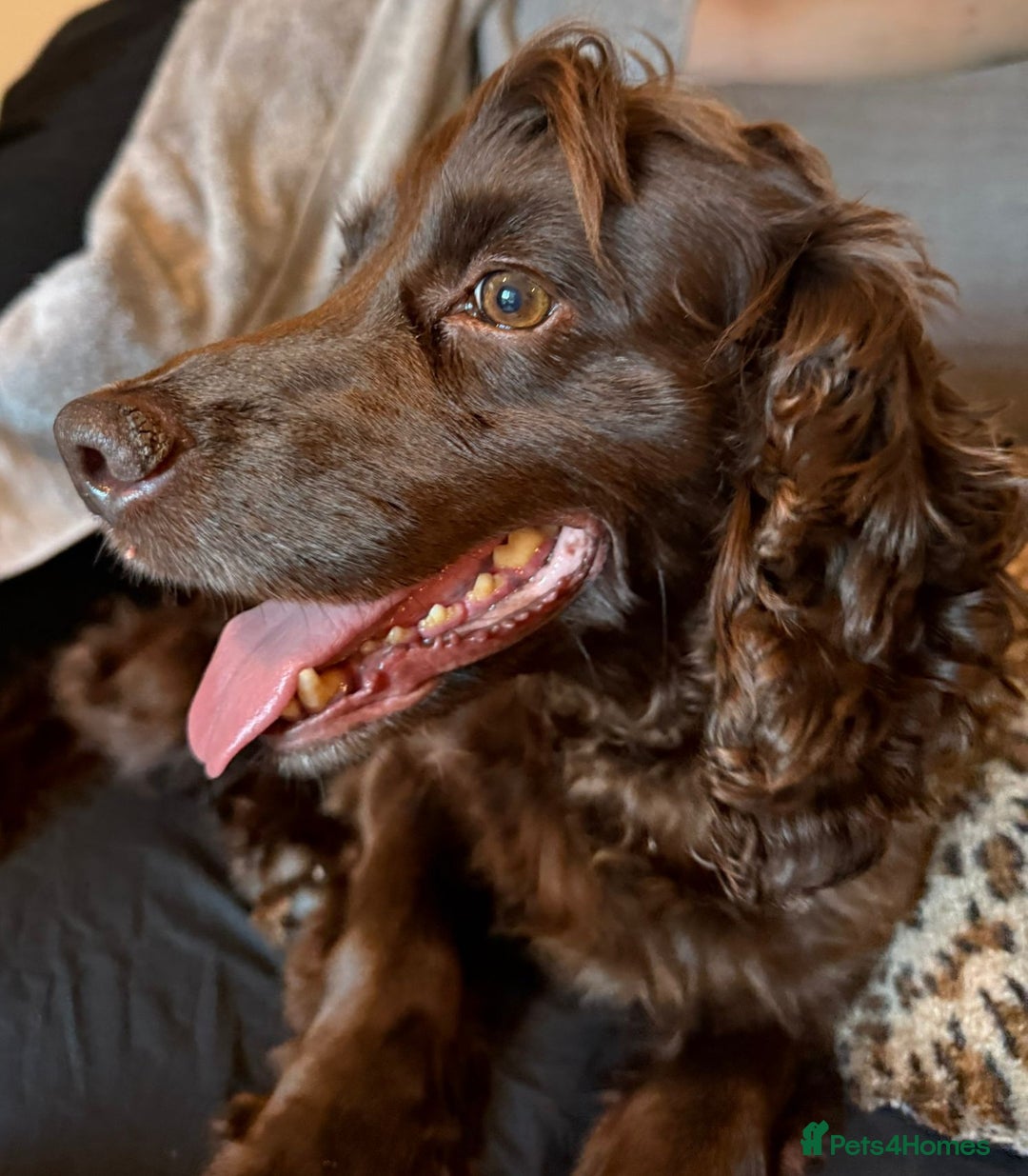 Cocker Spaniel dogs for sale: Female cocker spaniel - Image 2