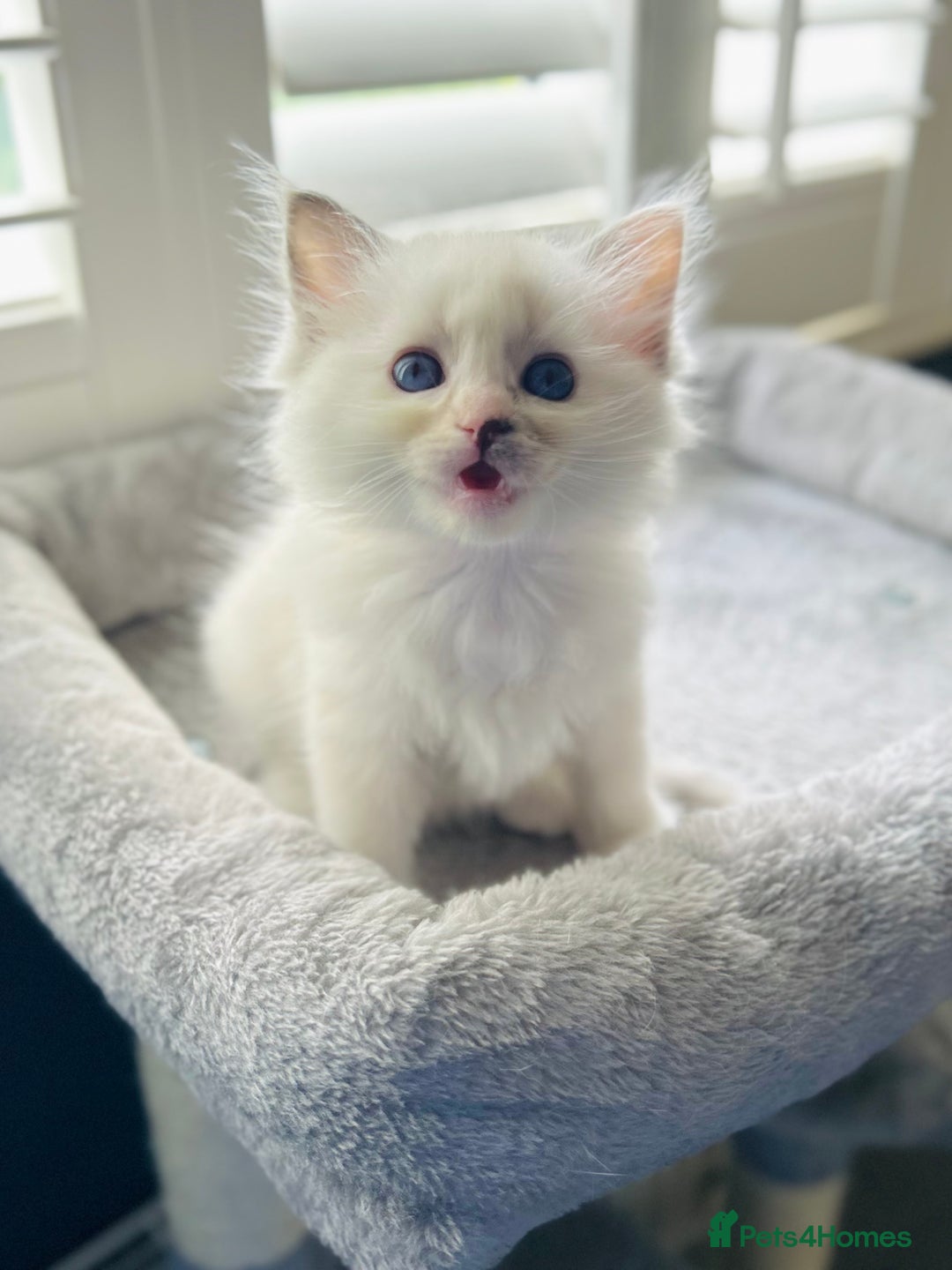 Ragdoll cats for sale: Stunning TICA reg Flame/Cream Boy - Image 25