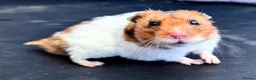 Hamster rodents for sale: Young Syrian Hamsters in Crowborough - Advert 7