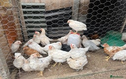Chickens poultry for sale: Mixed chicks  - Image 4
