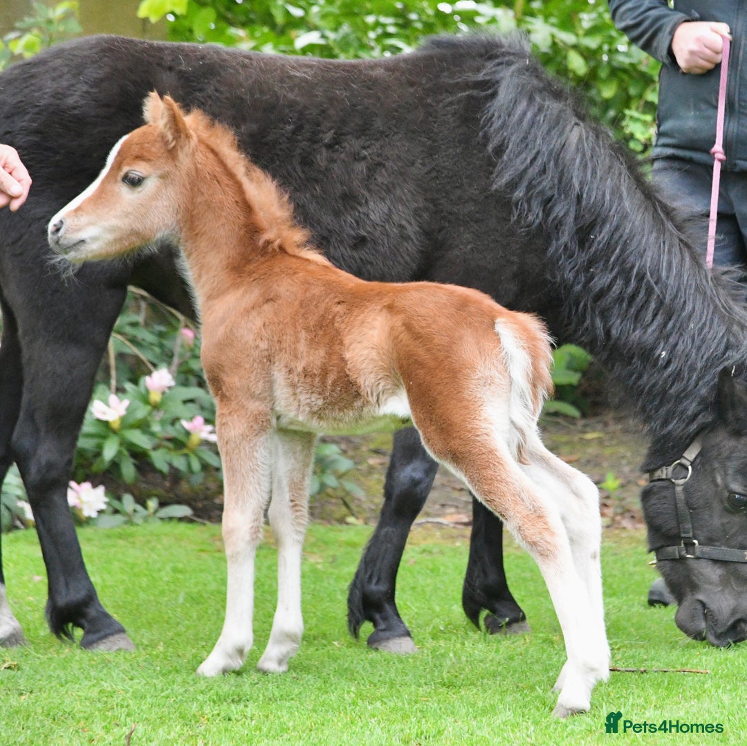 Miniature horses for sale: Miniature yearling colt  - Image 3