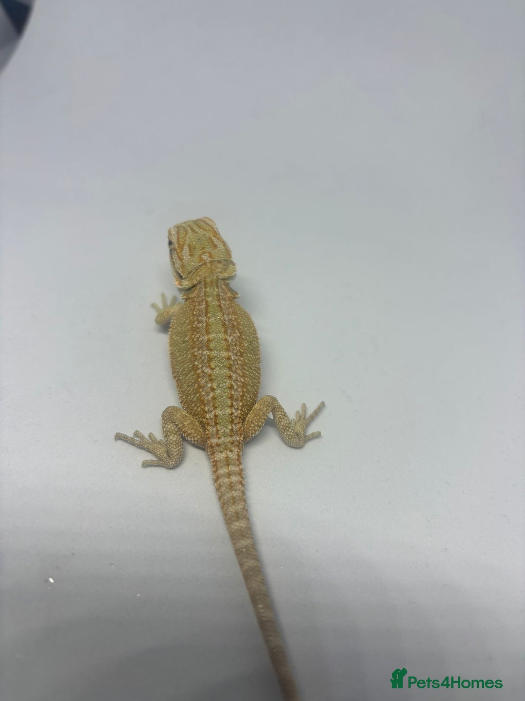 Bearded Dragon reptiles for sale: Baby beardies - Image 7
