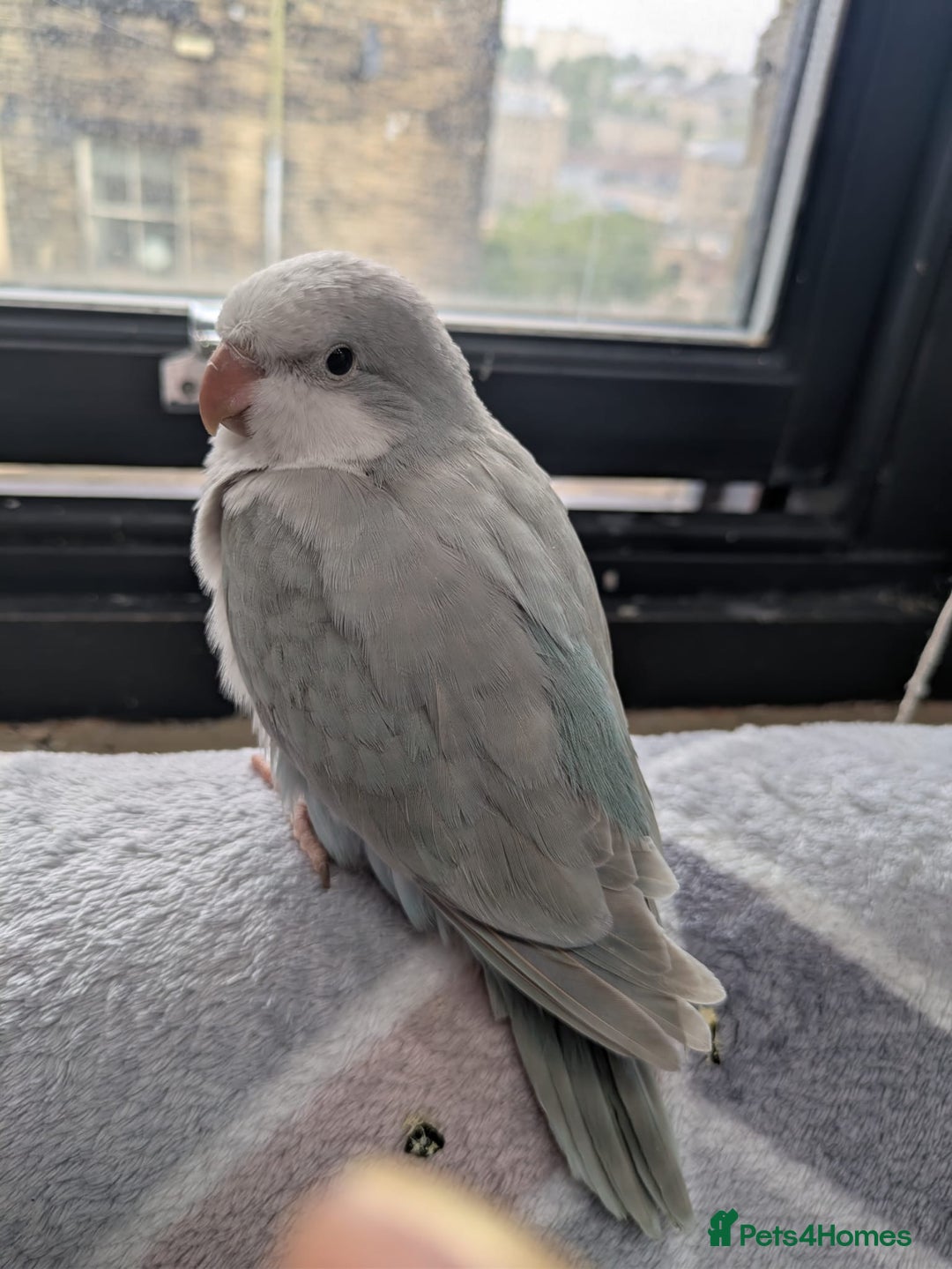 Parakeets birds for sale: Pretty Baby Quaker Monk parakeet male - Image 4