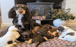 Cocker Spaniel dogs for sale: KC Reg Working type, extensively DNA tested.  - Image 6