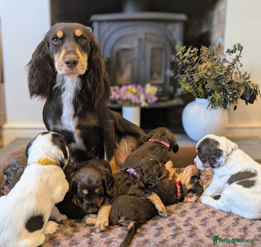 Cocker Spaniel dogs for sale: KC Reg Working type, extensively DNA tested.  - Image 6