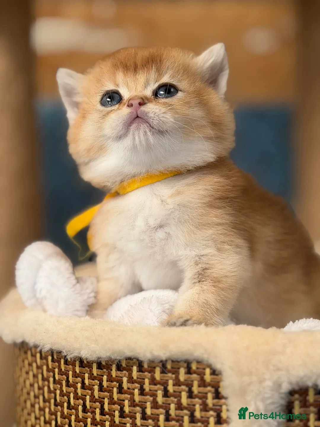 British Shorthair cats for sale: British sh Blue Golden kittens GCCF  - Advert 2