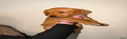 Labrador Retriever dogs for sale: Stunning fox red Labrador pups 🐶  in Rotherham - Advert 19