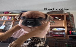 Boxer dogs for sale: 10 Boxer X Puppies - Ready 13th October - Image 9