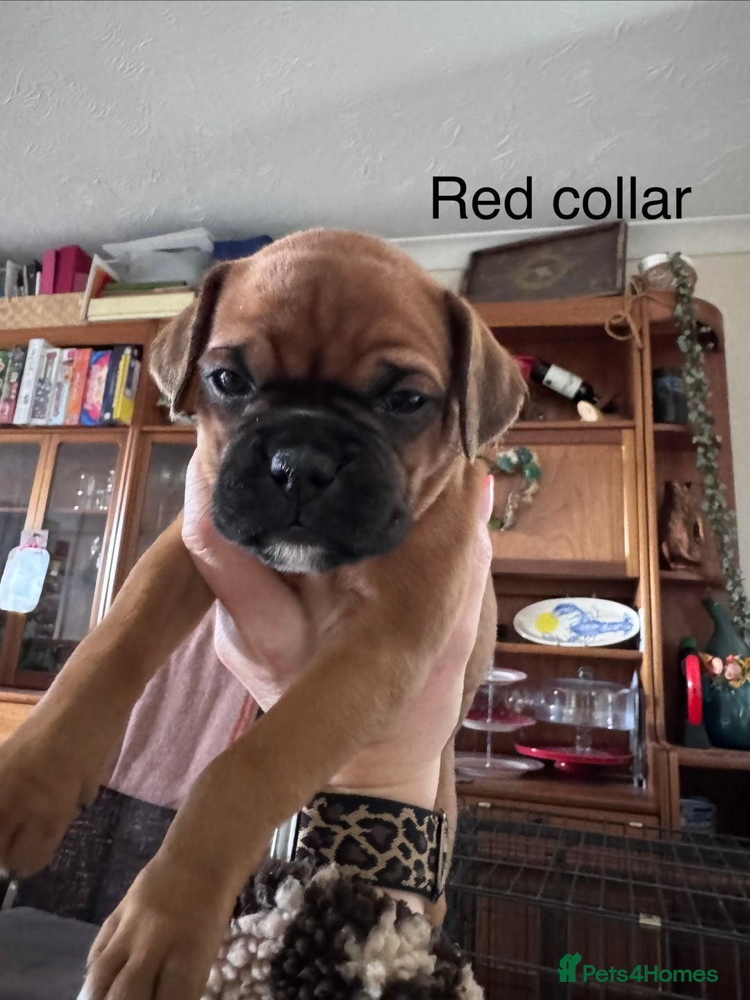 Boxer dogs for sale: 10 Boxer X Puppies - Ready 13th October - Image 9