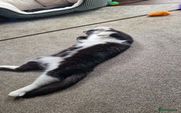 Mixed Breed cats for sale: Adopt little miss Eevee  - Image 7