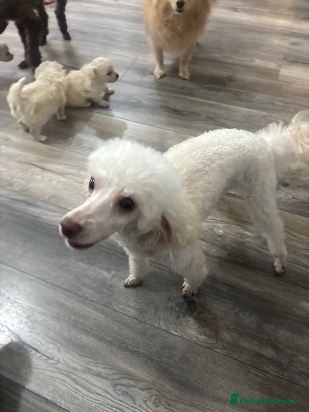 Toy Poodle dogs for stud: POSHLICIOUS'S POSH CRÈME aka Loui - Advert 6