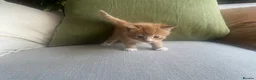 Mixed Breed cats for sale: Three (3) ginger kittens for sale - Advert 5