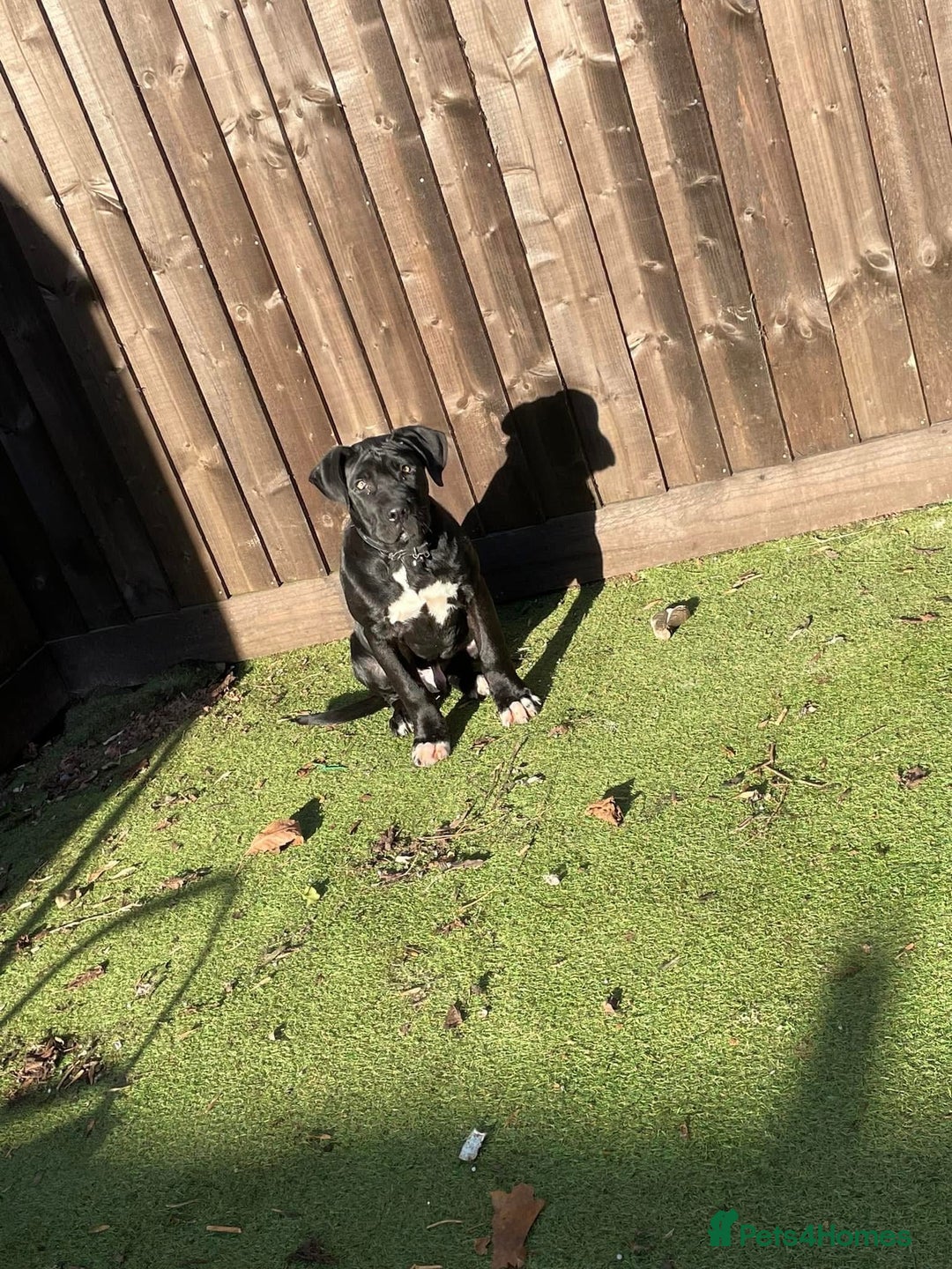 Presa Canario dogs for sale: Pure presa canro - Image 1