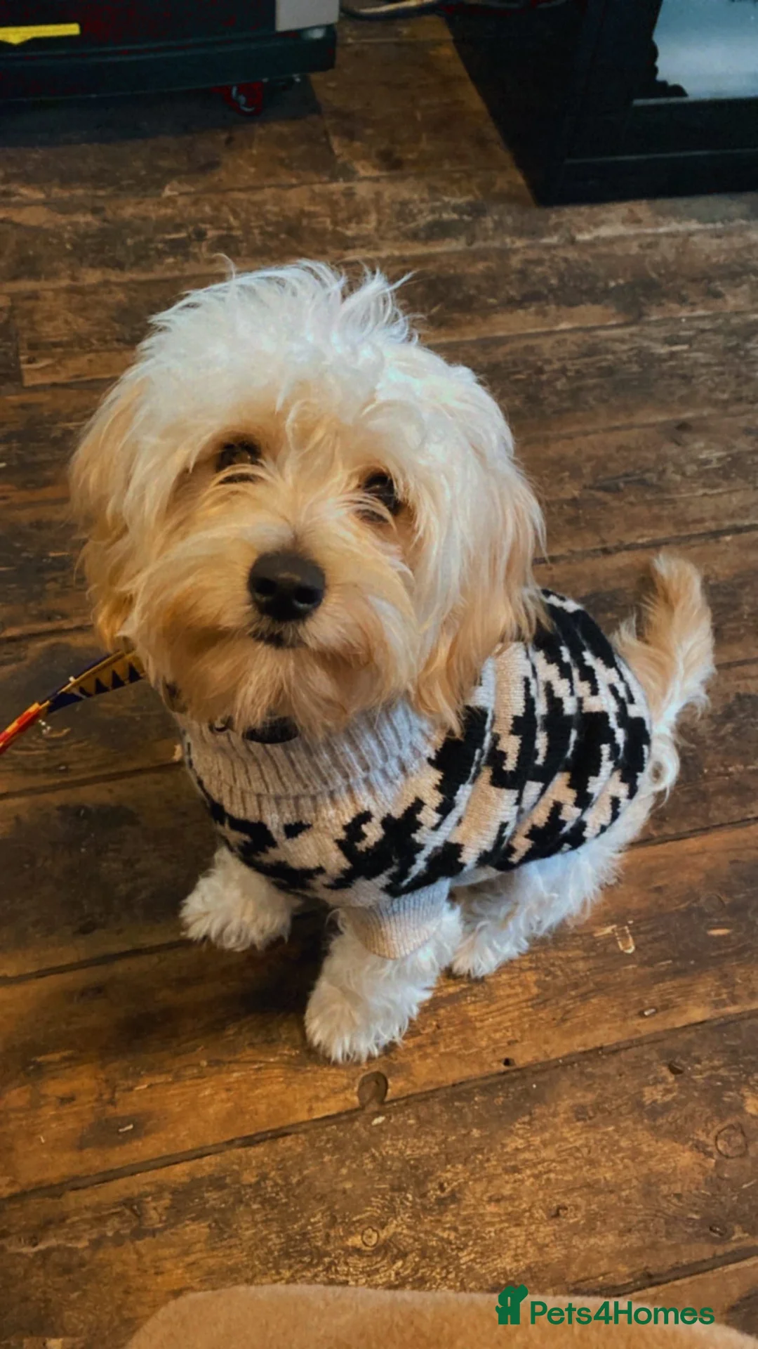 Cavapoochon dogs for sale: Beautiful Toy Cavapoochon (health tested) - Advert 2