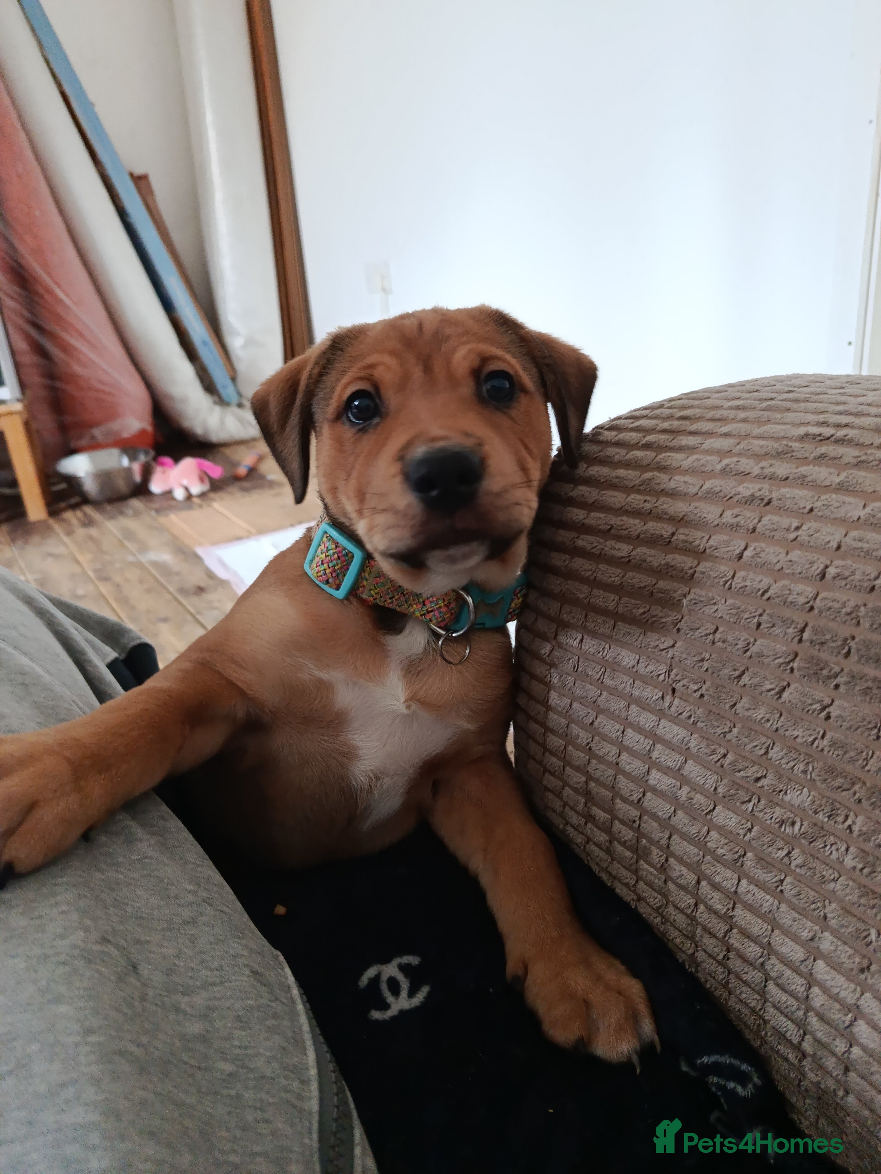 Mixed Breed dogs De Bordeaux cross rottweiler and staffy  - Advert 2