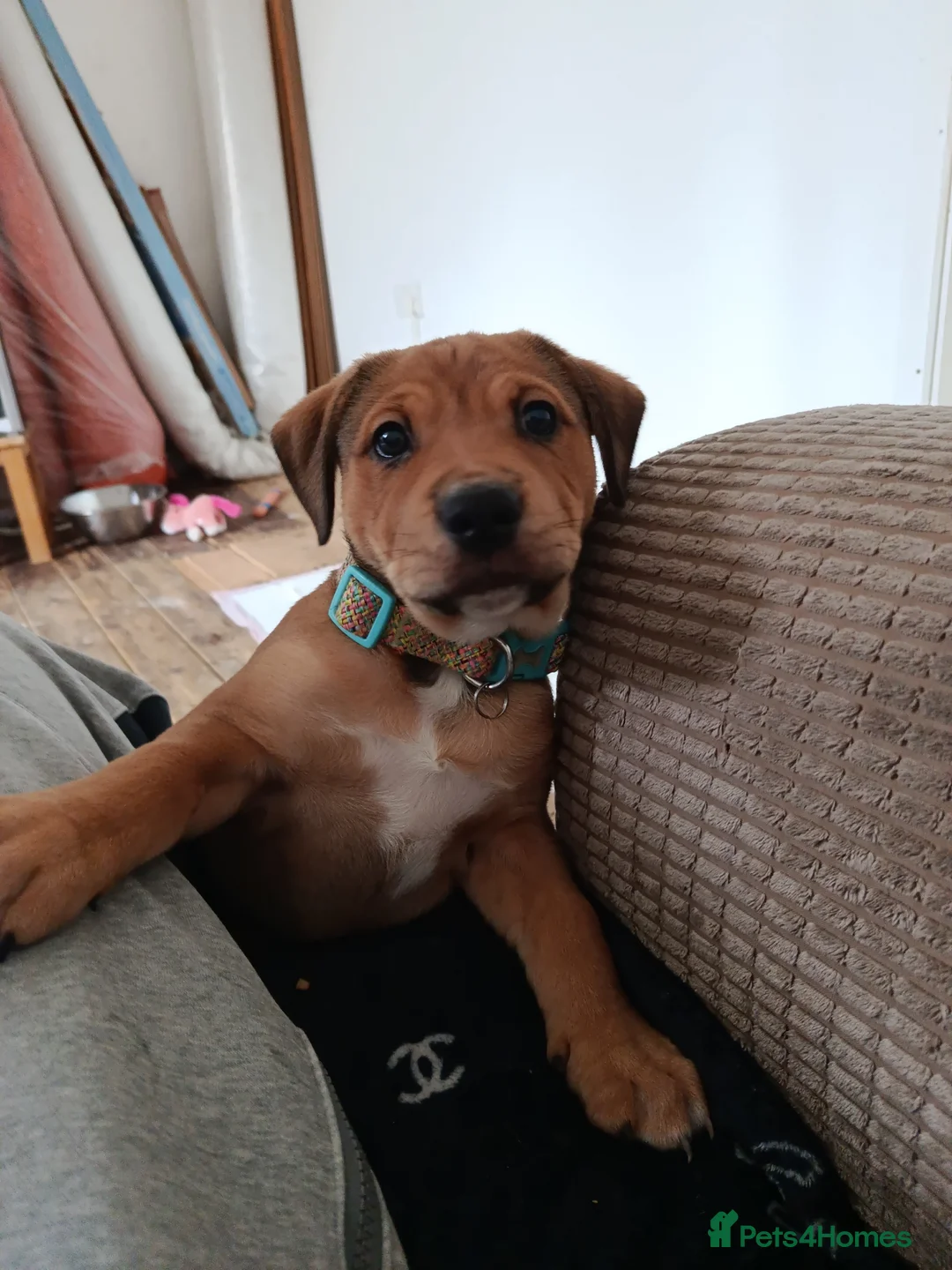 Mixed Breed dogs for sale: De Bordeaux cross rottweiler and staffy  - Advert 2