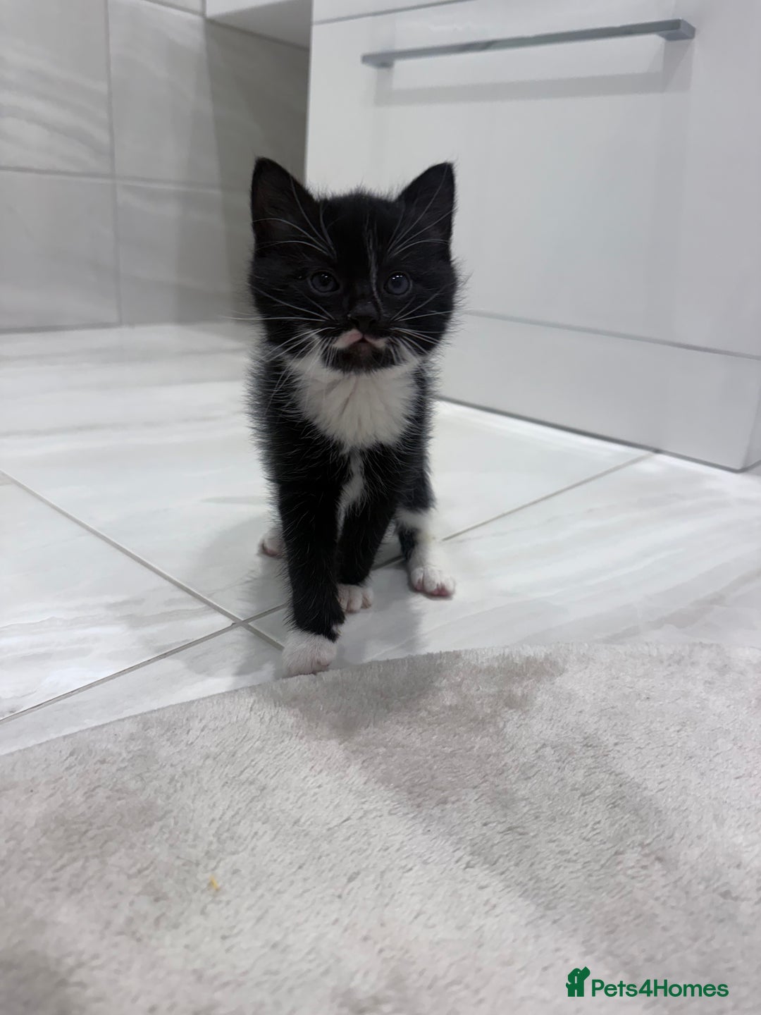 Mixed Breed cats for sale: Kittens - Advert 7